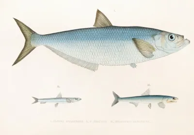 Fauna Japonica Pl 125