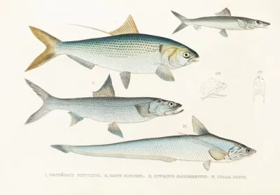 Fauna Japonica Pl 126