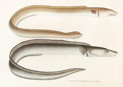 Fauna Japonica Pl 131