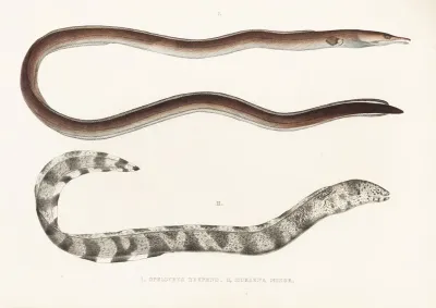 Fauna Japonica Pl 132