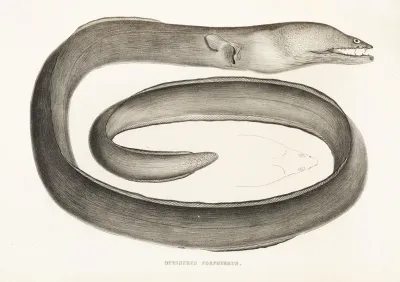 Fauna Japonica Pl 133