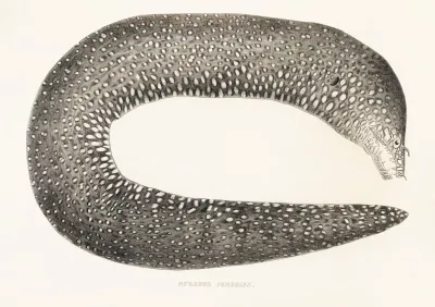 Fauna Japonica Pl 136