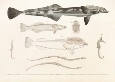 Fauna Japonica Pl 137