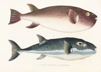 Fauna Japonica Pl 138