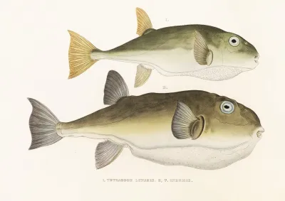 Fauna Japonica Pl 139