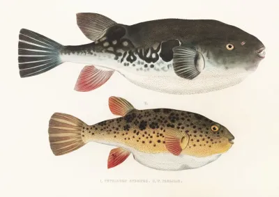 Fauna Japonica Pl 140
