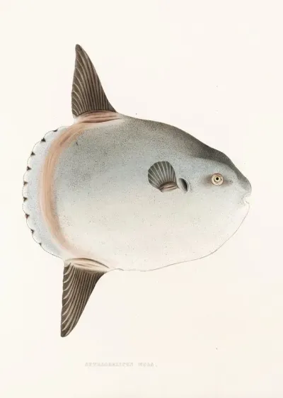 Fauna Japonica Pl 144
