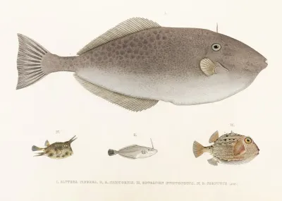 Fauna Japonica Pl 148
