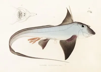 Fauna Japonica Pl 149