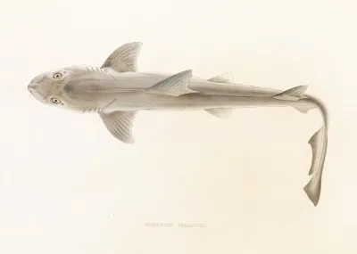 Fauna Japonica Pl 151