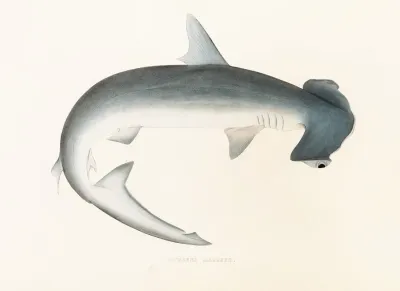 Fauna Japonica Pl 155