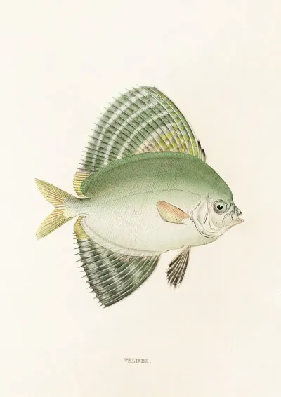 Fauna Japonica Pl 161