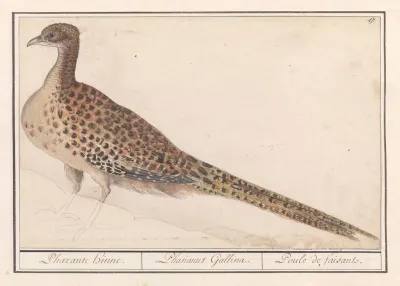Fazant Phasianus Colchicus