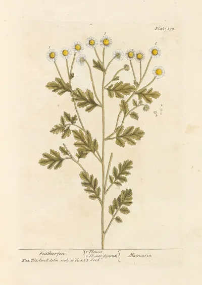 Featherfen