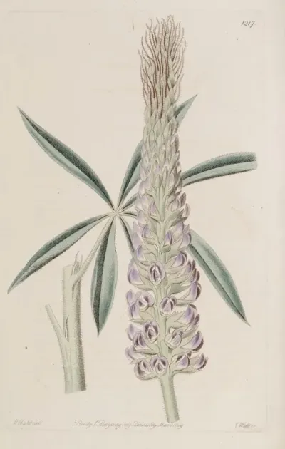 Feathery Perennial Lupine