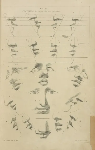 Features Proportions And Character