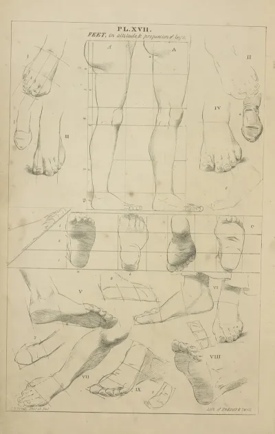 Feet In Attitude And Proportions Of Legs