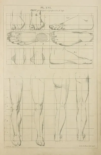 Feet Principles Of Proportions And Legs