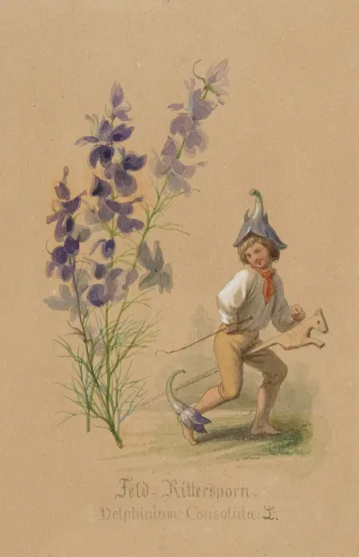 Feld Rittersporn