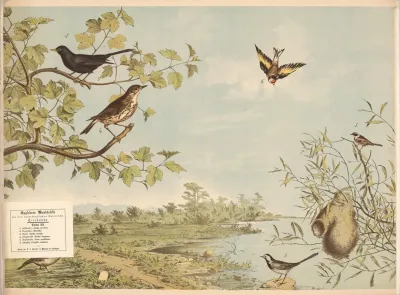 Feldlerche Alauda Arvensis Bachstelze Mota Cilla Umfel Turdus Merula Singdrossel Turdus Torquatus Beutelmeise Parus Pendulinus Stieglitz Fringilla Carduelis