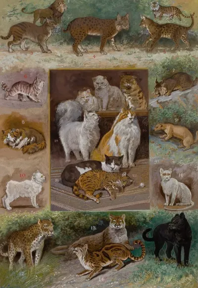 Felines