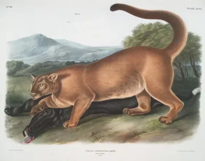 Felis Concolor The Cougar Male