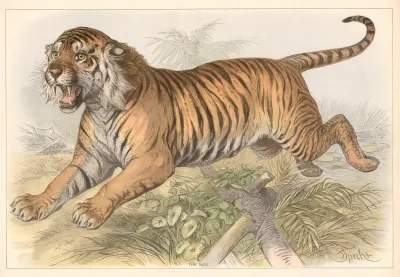 Felis Tigris