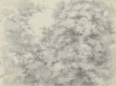 Felling Of Trees