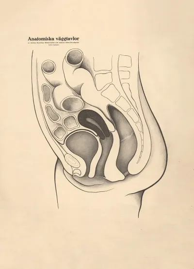 Female Genitalia