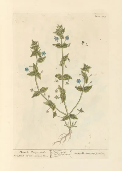 Female Pimpernell