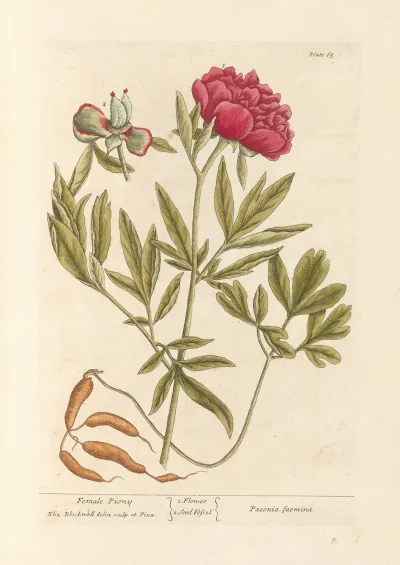 Female Piony