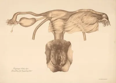 Female Reproductive Organs 2
