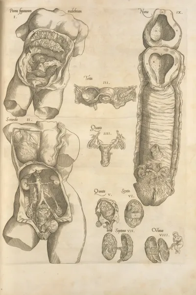 Female Reproductive System