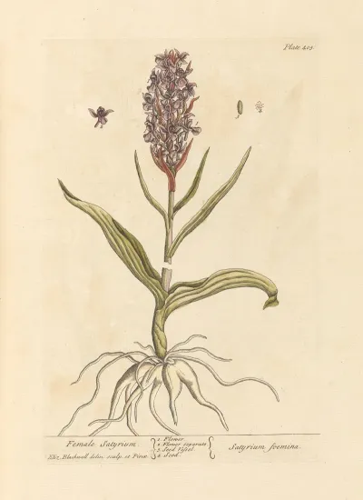 Female Satyrium