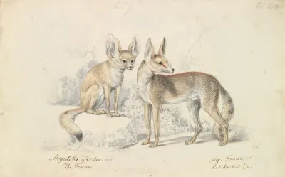 Fennec Of Bruce And Red Backed Fennec