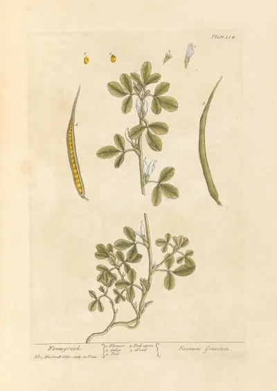 Fenugreek