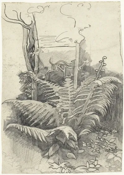 Fern