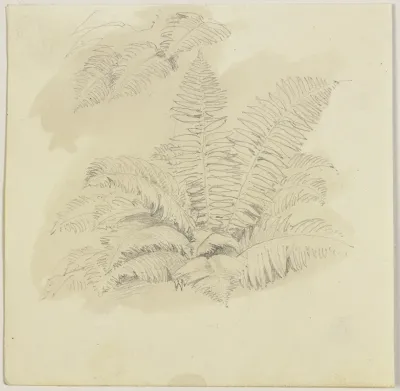 Ferns 2