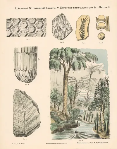 Ferns And Cryptogams