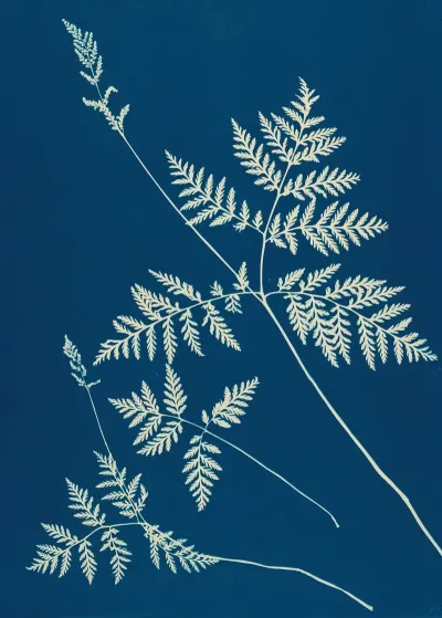 Ferns Of Huntington Long Island Pl 01