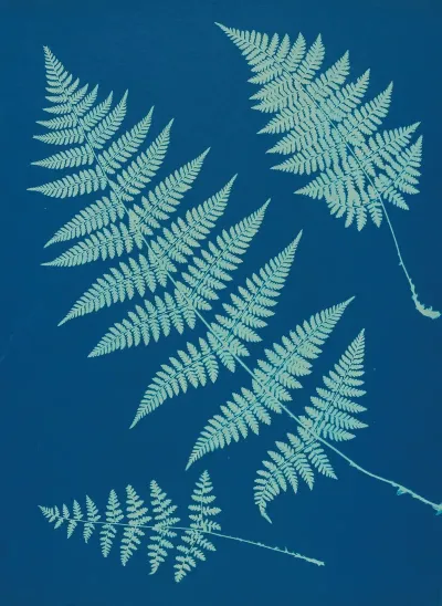 Ferns Of Huntington Long Island Pl 02