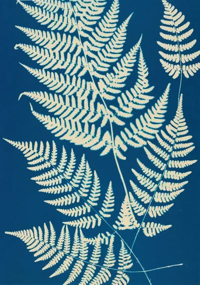 Ferns Of Huntington Long Island Pl 04