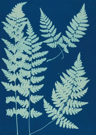 Ferns Of Huntington Long Island Pl 05
