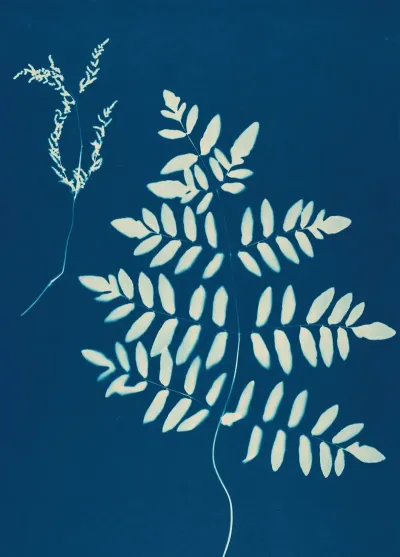Ferns Of Huntington Long Island Pl 10