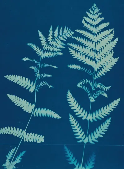 Ferns Of Huntington Long Island Pl 12