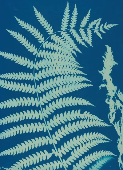 Ferns Of Huntington Long Island Pl 14
