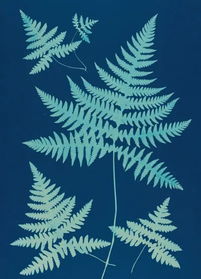 Ferns Of Huntington Long Island Pl 17