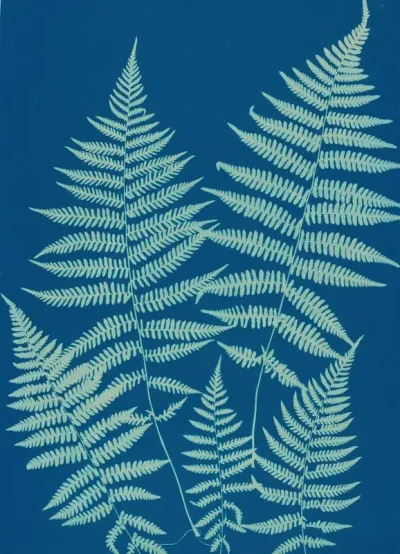 Ferns Of Huntington Long Island Pl 18