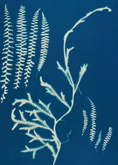 Ferns Of Huntington Long Island Pl 19