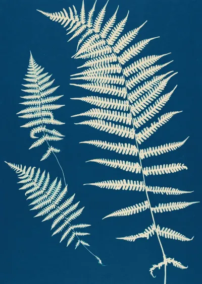 Ferns Of Huntington Long Island Pl 20